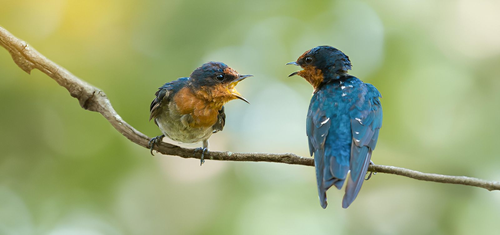 Two songbirds dueling it out on a branch