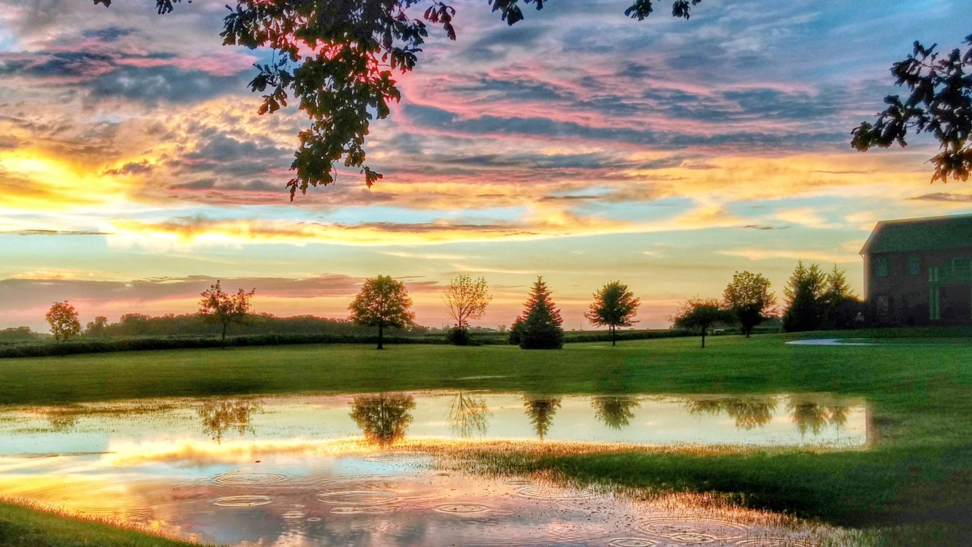 A sunset in pink and gold over a green field, the sky and a row of trees mirrored in a rain puddle dotted with ripples.